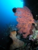 Unterwasserbilder von Selayar